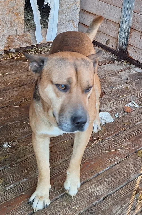 Pies do adopcji, Orzechowce, 5 listopada 2024 (3/5)