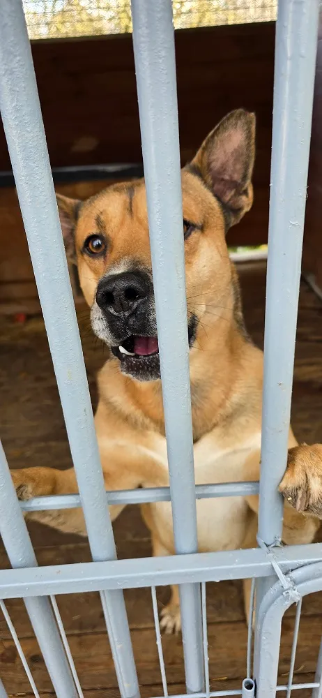 Pies do adopcji, Orzechowce, 5 listopada 2024 (4/5)