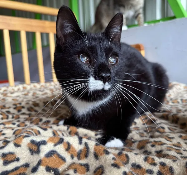 Znaleziono kota, Chojnice, 5 listopada 2024 (1/4)