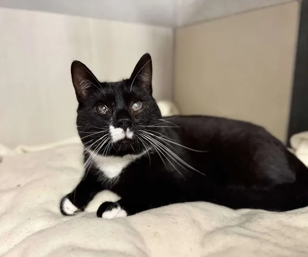 Znaleziono kota, Chojnice, 5 listopada 2024 (2/4)