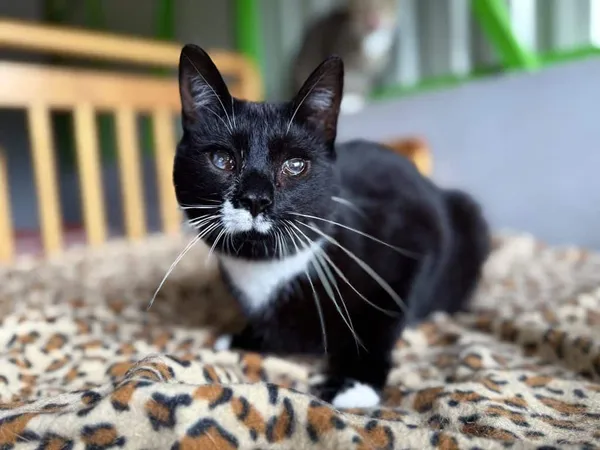 Znaleziono kota, Chojnice, 5 listopada 2024 (4/4)