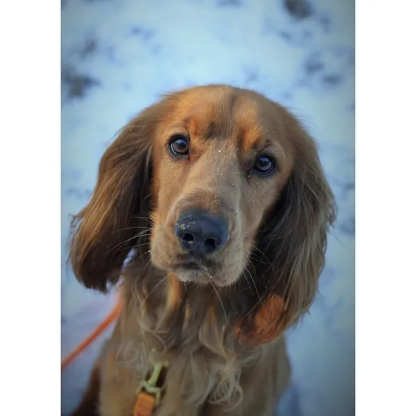 Znaleziono psa, Białystok, 25 października 2024 (1/4)