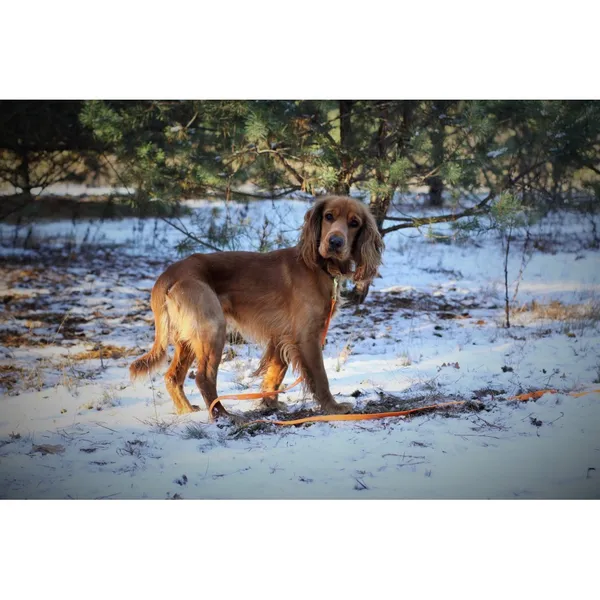 Znaleziono psa, Białystok, 25 października 2024 (2/4)