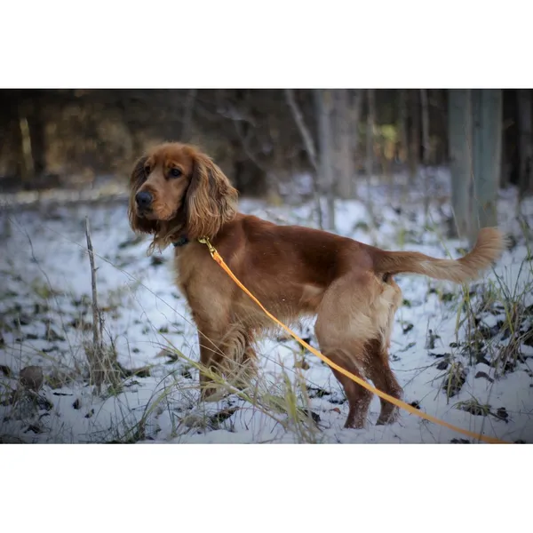 Znaleziono psa, Białystok, 25 października 2024 (3/4)