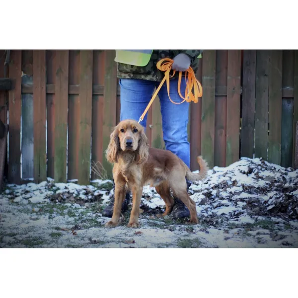 Znaleziono psa, Białystok, 25 października 2024 (4/4)