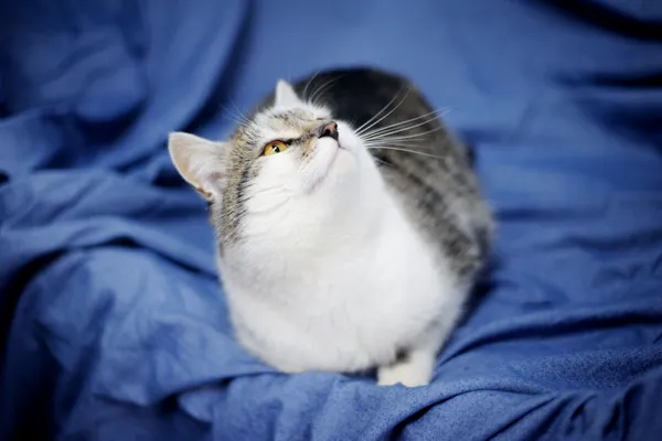 Znaleziono kota, Sosnowiec, 7 listopada 2024 (2/5)