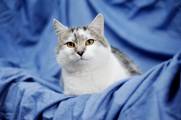 Znaleziono kota, Sosnowiec, 7 listopada 2024 (4/5)