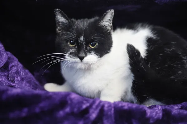 Znaleziono kota, Sosnowiec, 8 listopada 2024 (1/5)