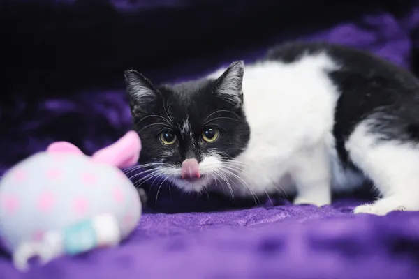 Znaleziono kota, Sosnowiec, 8 listopada 2024 (2/5)