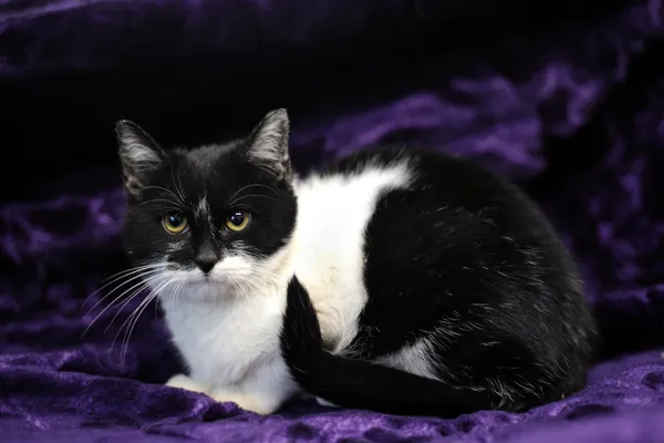 Znaleziono kota, Sosnowiec, 8 listopada 2024 (3/5)