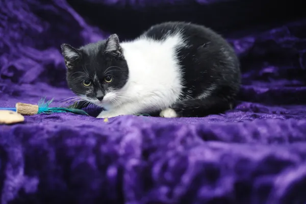 Znaleziono kota, Sosnowiec, 8 listopada 2024 (4/5)