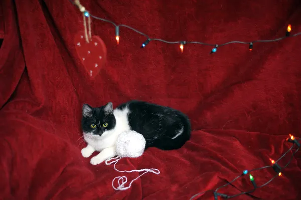 Znaleziono kota, Sosnowiec, 8 listopada 2024 (5/5)