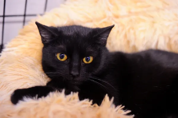 Znaleziono kota, Sosnowiec, 7 listopada 2024 (1/5)