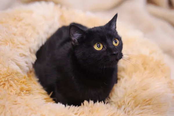 Znaleziono kota, Sosnowiec, 7 listopada 2024 (4/5)