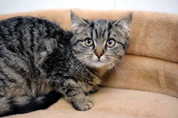 Znaleziono kota, Sosnowiec, 6 listopada 2024 (1/5)