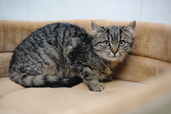 Znaleziono kota, Sosnowiec, 6 listopada 2024 (2/5)