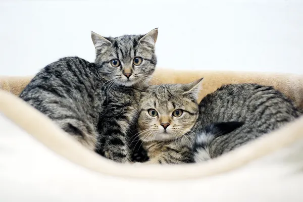 Znaleziono kota, Sosnowiec, 6 listopada 2024 (3/5)