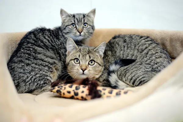 Znaleziono kota, Sosnowiec, 6 listopada 2024 (5/5)