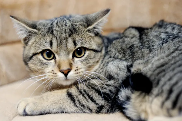 Znaleziono kota, Sosnowiec, 6 listopada 2024 (1/5)