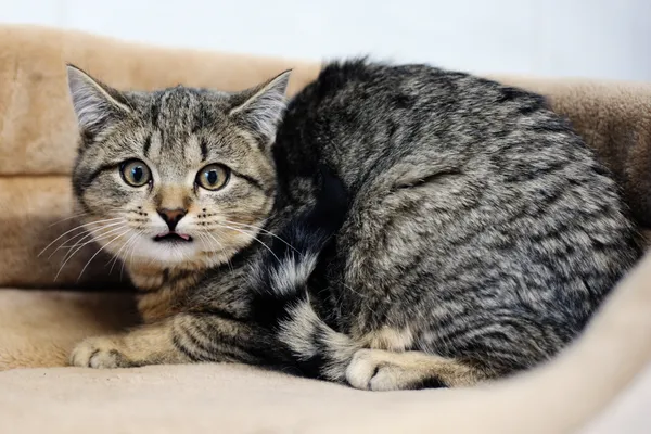 Znaleziono kota, Sosnowiec, 6 listopada 2024 (3/5)