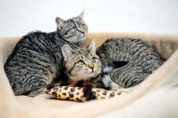 Znaleziono kota, Sosnowiec, 6 listopada 2024 (5/5)