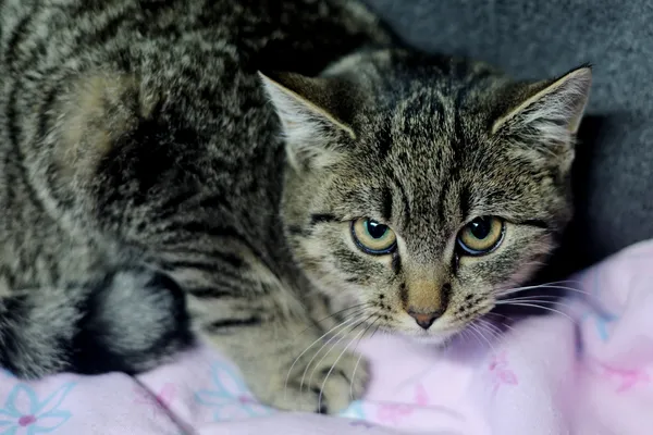 Znaleziono kota, Sosnowiec, 6 listopada 2024 (1/5)