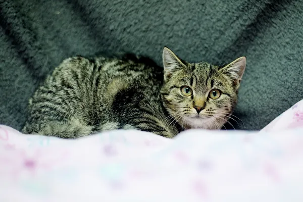 Znaleziono kota, Sosnowiec, 6 listopada 2024 (2/5)