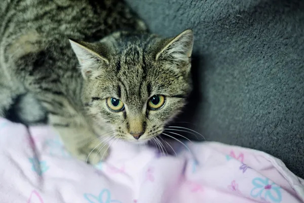 Znaleziono kota, Sosnowiec, 6 listopada 2024 (3/5)