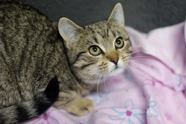 Znaleziono kota, Sosnowiec, 6 listopada 2024 (2/5)