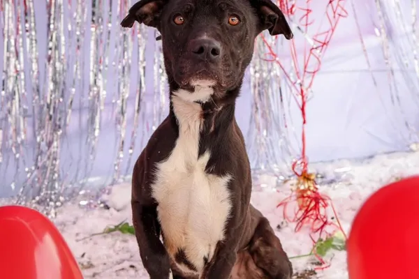 Pies do adopcji, Henrykowo, 13 listopada 2024 (1/5)