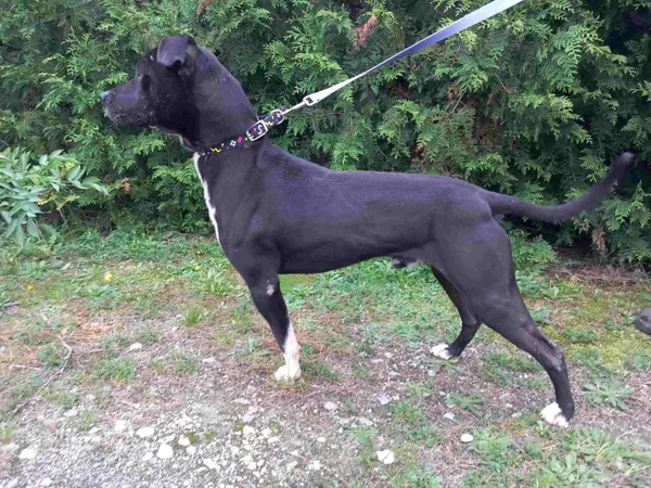 Pies do adopcji, Henrykowo, 13 listopada 2024 (2/5)