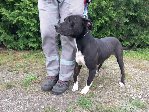 Pies do adopcji, Henrykowo, 13 listopada 2024 (3/5)