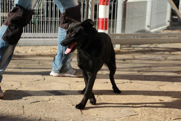 Pies do adopcji, Oborniki, 15 października 2024 (3/5)