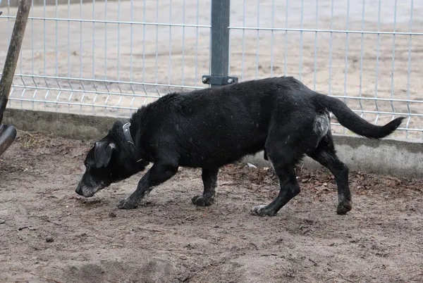 Pies do adopcji, Oborniki, 2 lutego 2024 (2/5)