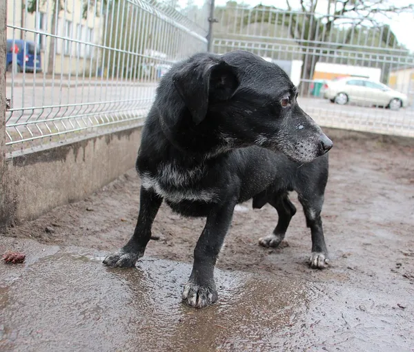 Pies do adopcji, Oborniki, 2 lutego 2024 (4/5)