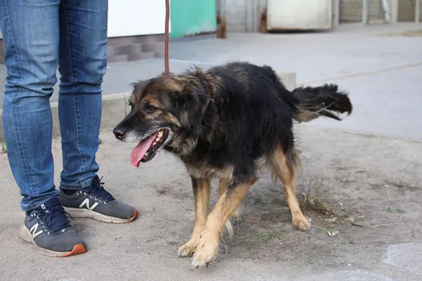 Pies do adopcji, Oborniki, 18 października 2024 (5/5)