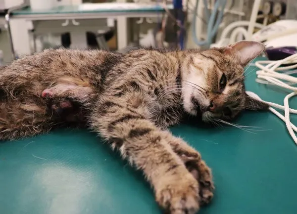 Znaleziono kota, Łódź, 13 listopada 2024 (1/2)