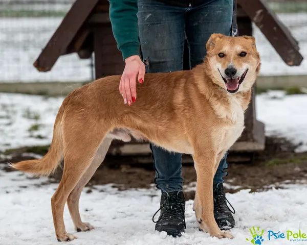Znaleziono psa, Racławice, 8 listopada 2024 (2/5)