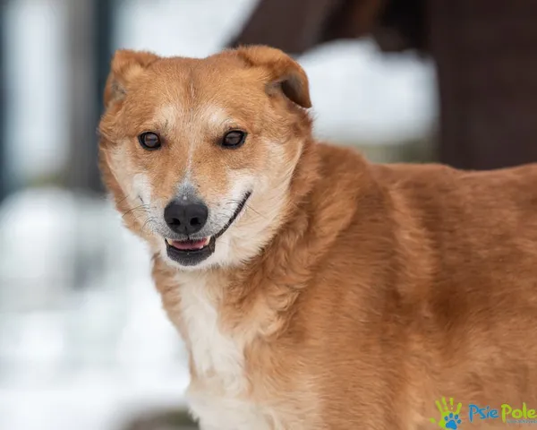 Znaleziono psa, Racławice, 8 listopada 2024 (3/5)