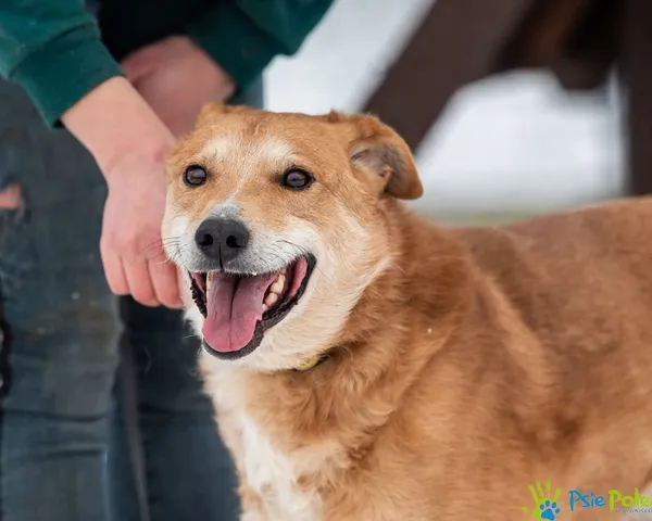 Znaleziono psa, Racławice, 8 listopada 2024 (4/5)