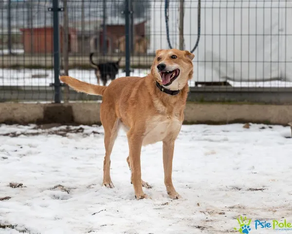 Znaleziono psa, Racławice, 8 listopada 2024 (5/5)
