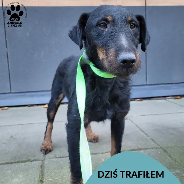 Znaleziono psa, Gdynia, 4 listopada 2024