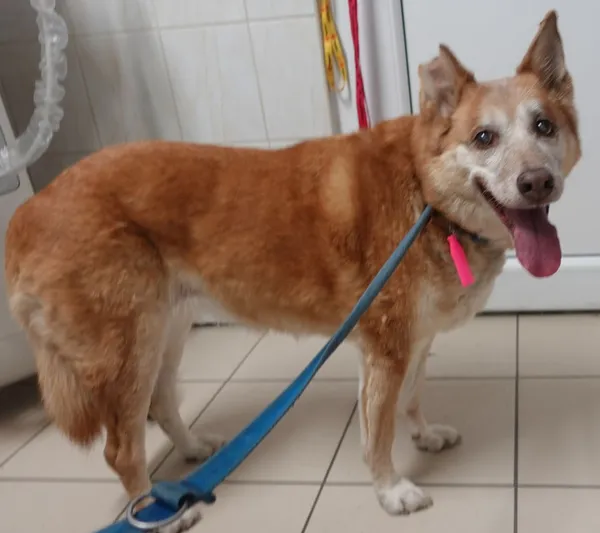 Znaleziono psa, Gdańsk, 16 listopada 2024