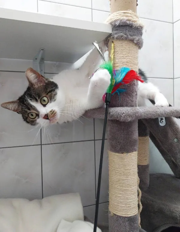 Znaleziono kota, Łódź, 16 listopada 2024 (3/4)