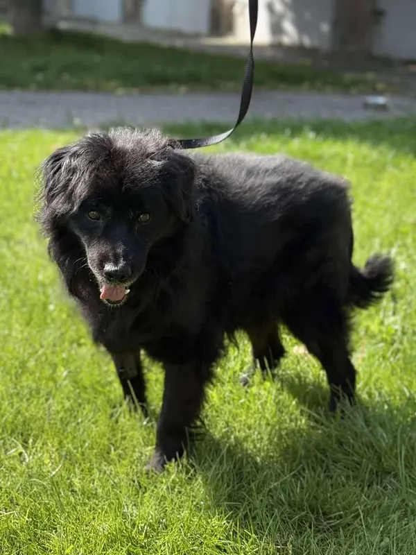 Znaleziono psa, Lublin, 17 listopada 2024