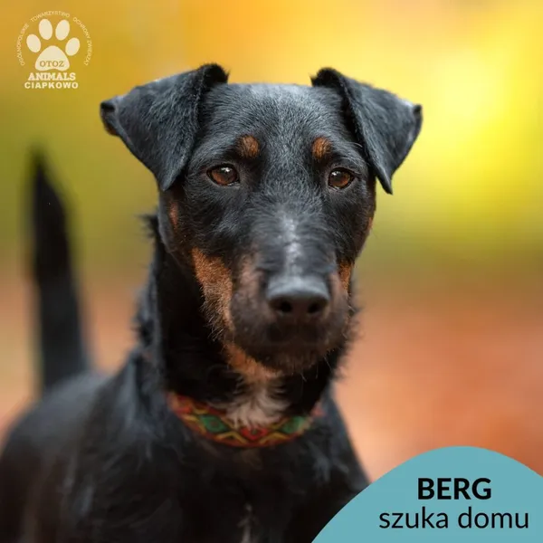 Pies do adopcji, Gdynia, 18 listopada 2024 (1/5)