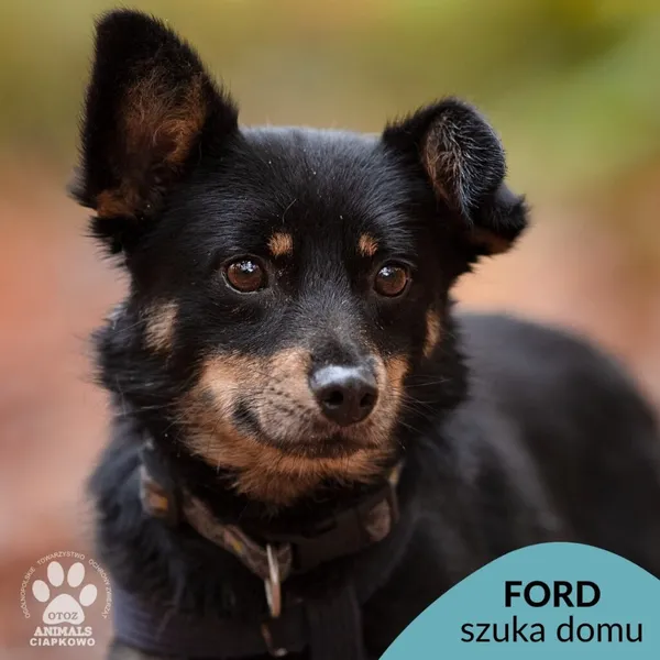 Pies do adopcji, Gdynia, 18 listopada 2024 (1/4)