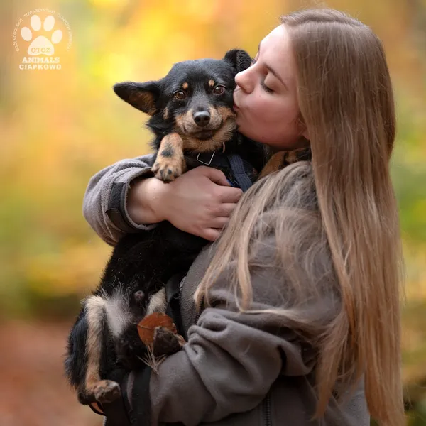 Pies do adopcji, Gdynia, 18 listopada 2024 (4/4)