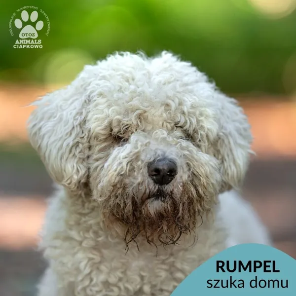 Pies do adopcji, Gdynia, 18 listopada 2024 (1/4)