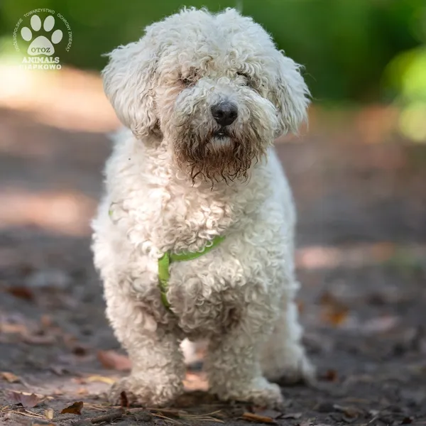 Pies do adopcji, Gdynia, 18 listopada 2024 (3/4)